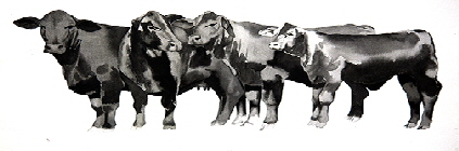 Cattle-Image