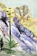 Big-Bend-Century-Plant