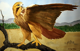 Redtail-Hawk-Country